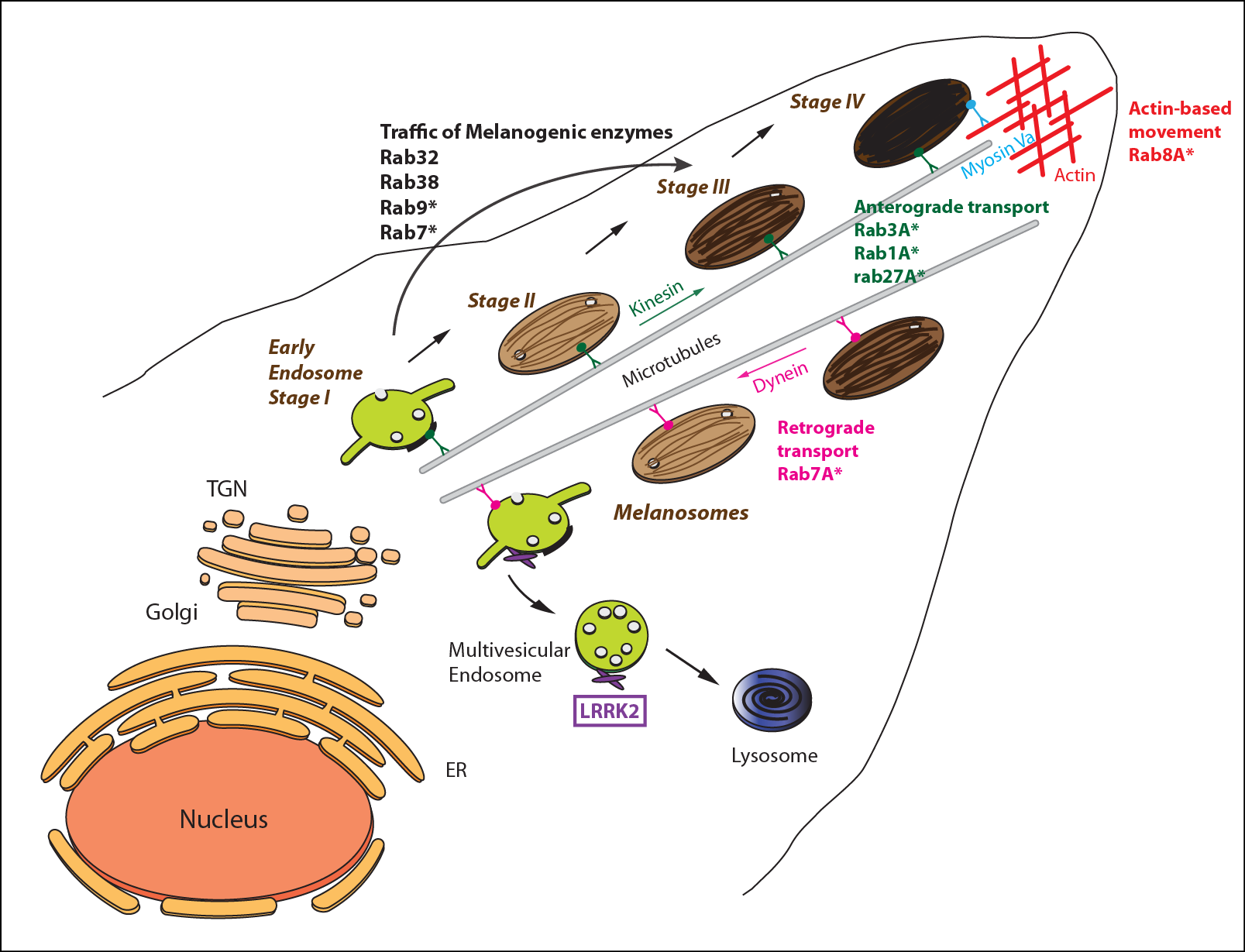 Melanogenesis and Rabs